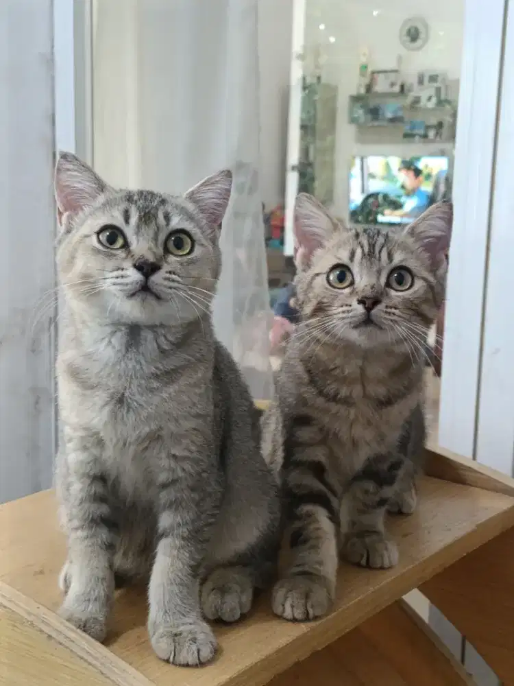 Kitten British shothair