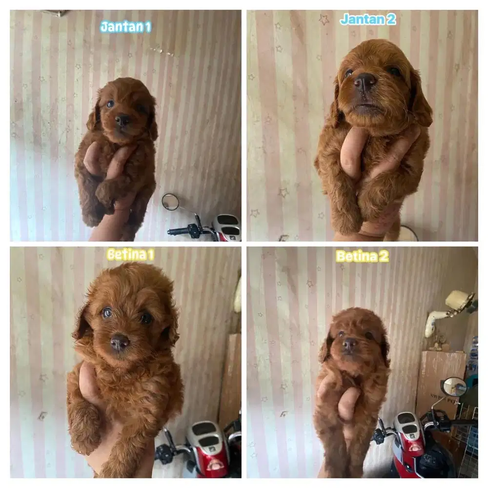 Red toy poodle jantan dan betina