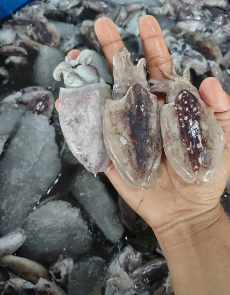 Cumi Bekutak Fresh Hari Ini