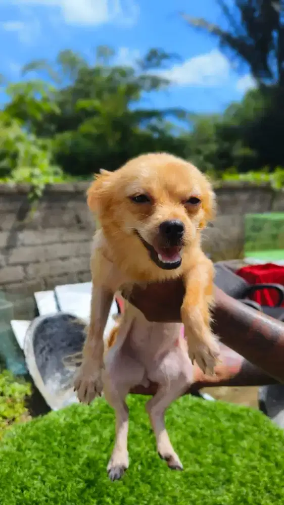 Pom maltise Shitzu