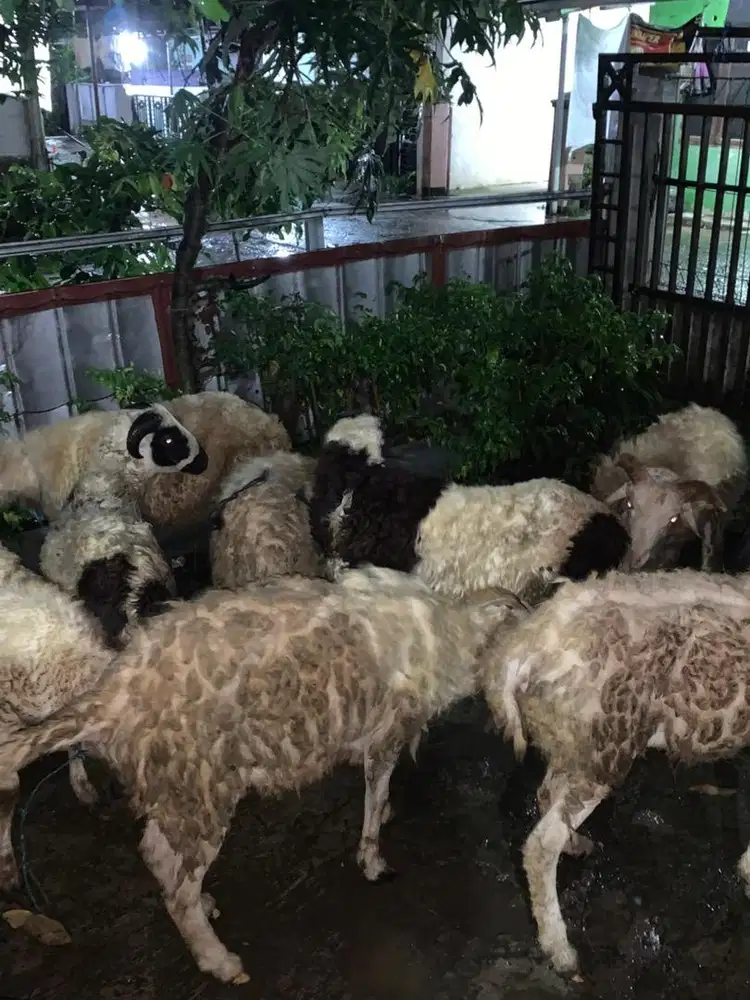domba kurban ayo ngabisin