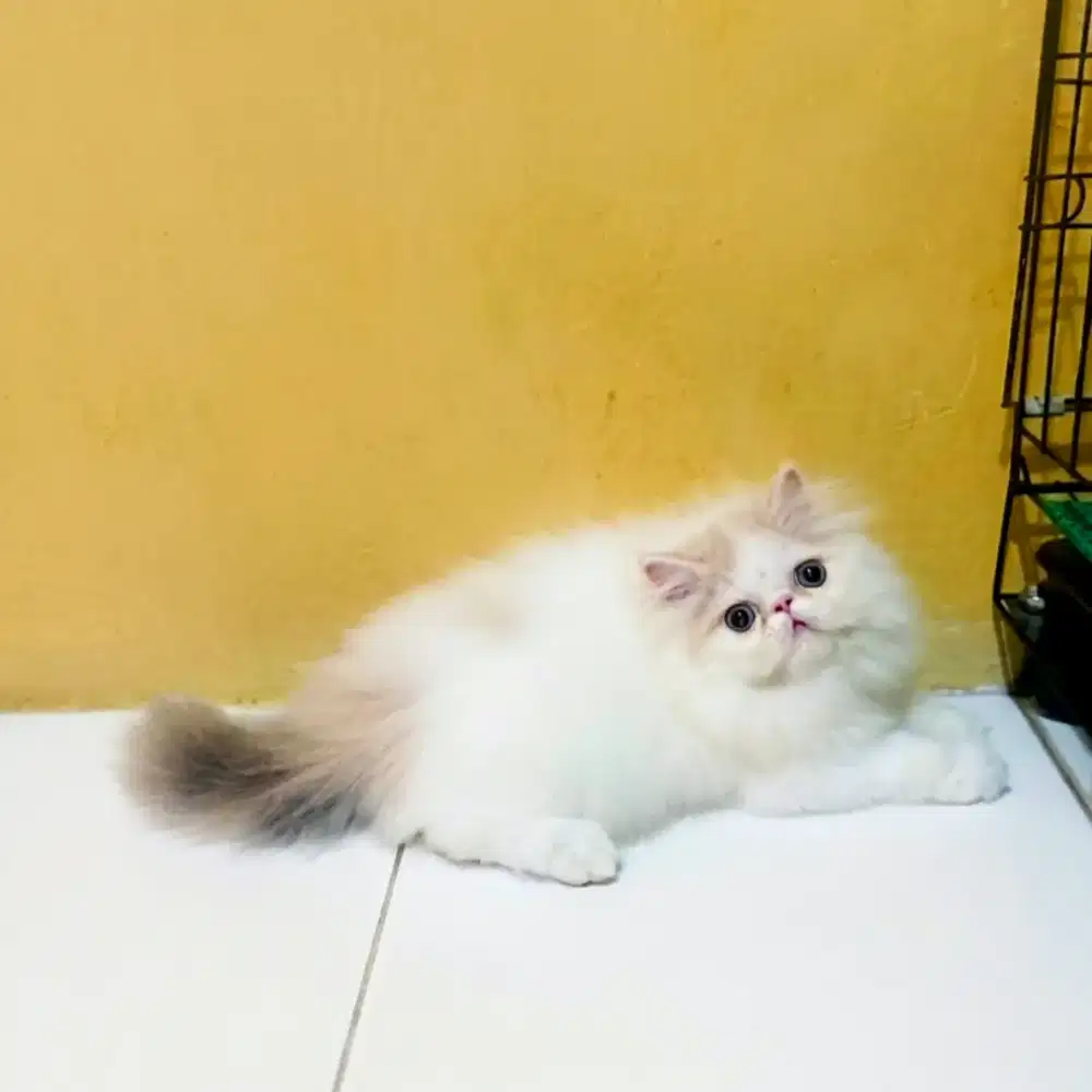 Kucing Persia Peaknose Betina Delute Calico