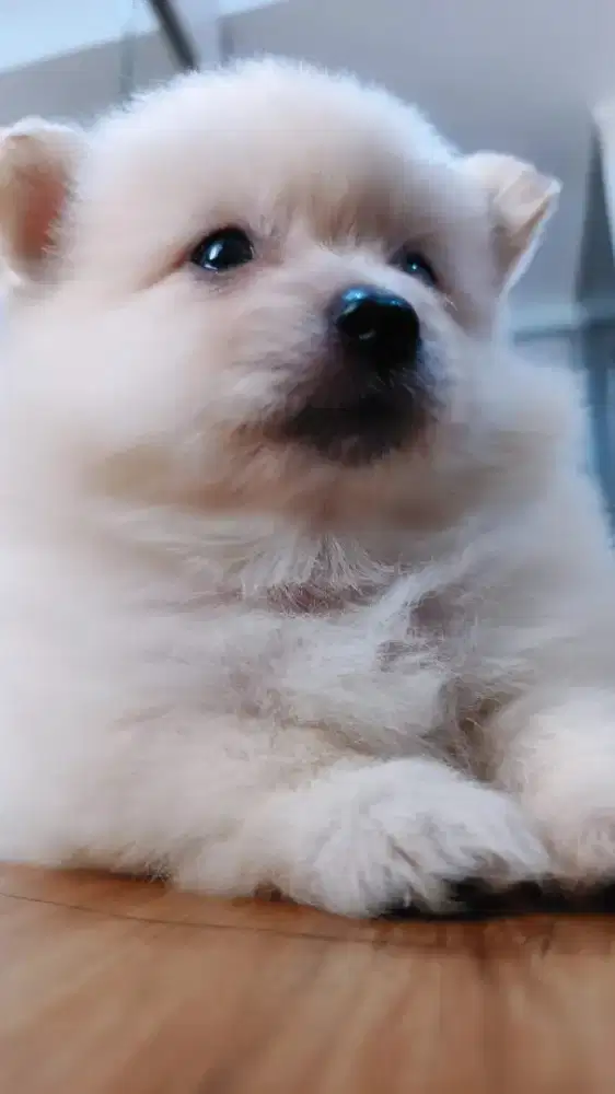 Puppy mini pom female