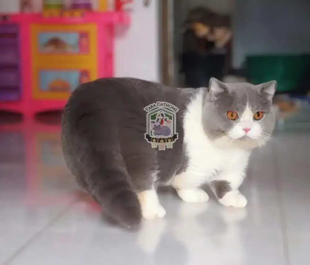PACAK / KAWIN KUCING BSH MUNCHKIN