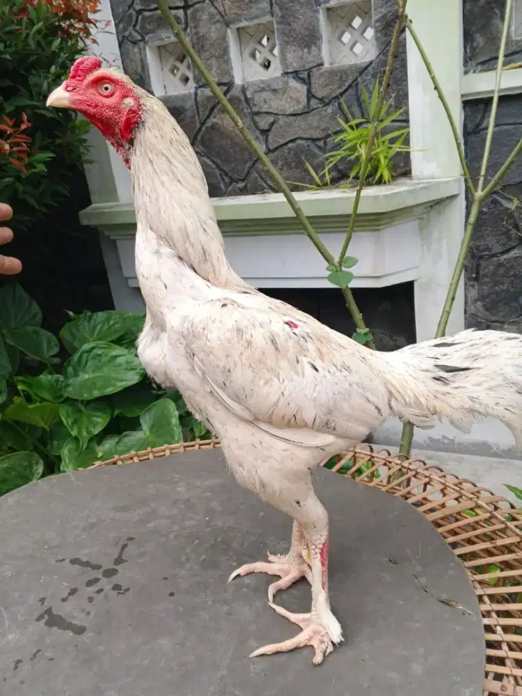 Ayam Bangkok ( pakhoy white dragon ) Super Jalu