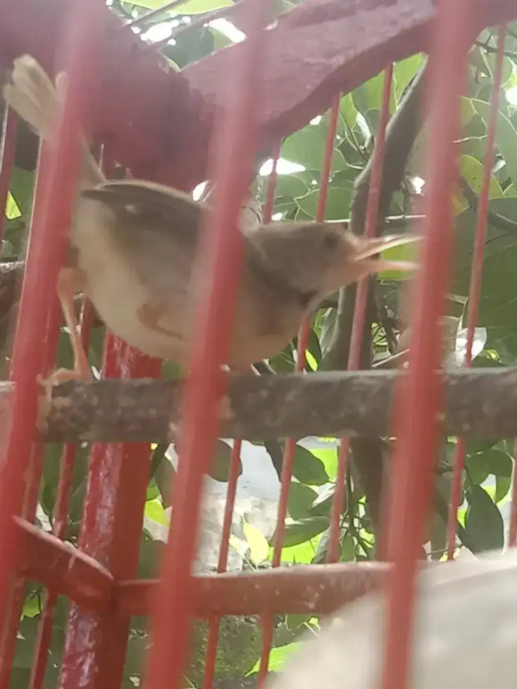 Jual Prenjak Bawah