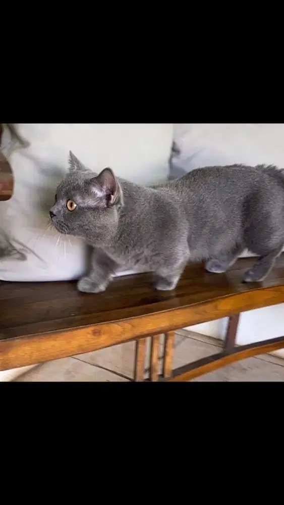 Jasa pacak kucing munchkin bsh