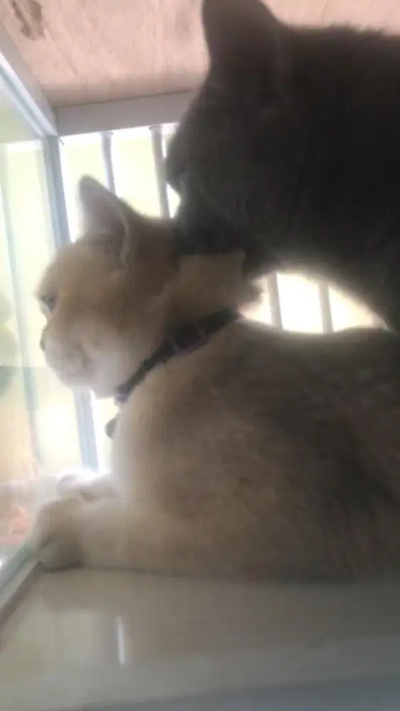 Jasa pacak kucing munchkin bsh