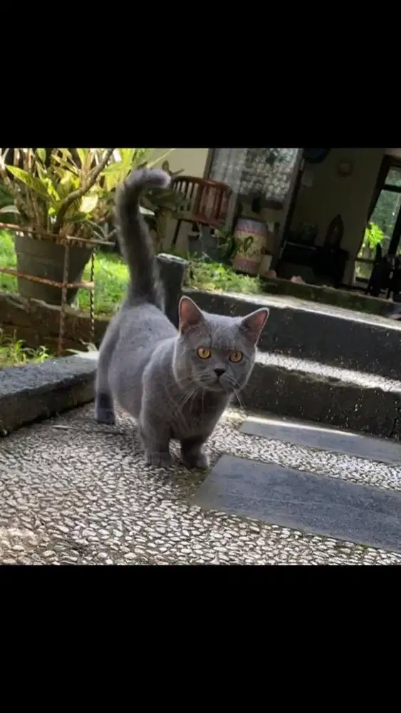 Jasa pacak kucing munchkin bsh
