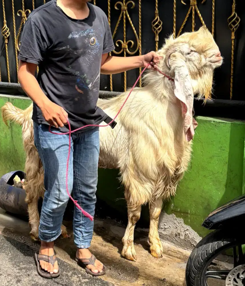 Kambing kurban jumbo