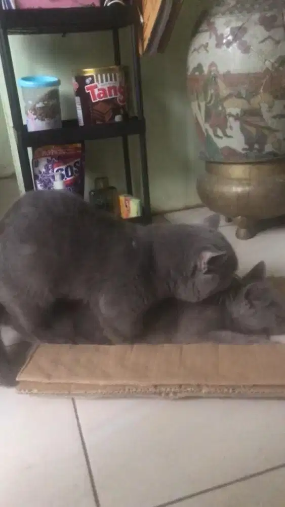 Jasa pacak kucing munchkin bsh