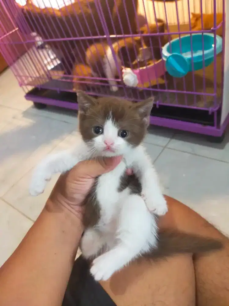 Kucing bsh cinnamon British shorthair ob