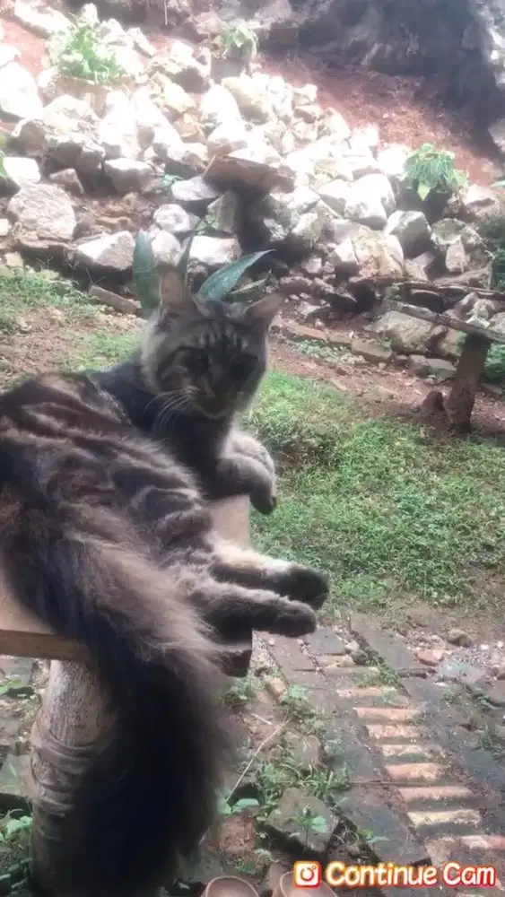 Jasa pacak mainecoon