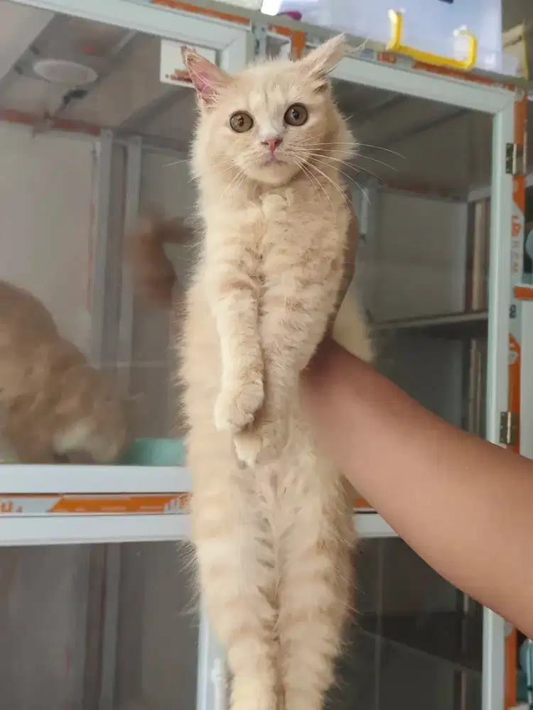 Kucing Betina 8 Bulan