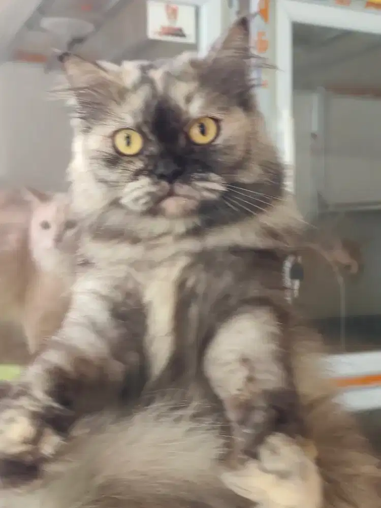 Kucing Lucu Indukan 1,4 tahun Betina
