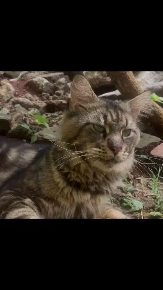 Jasa pacak mainecoon