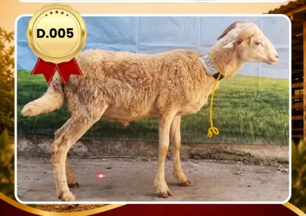 Jual Domba buat qurban
