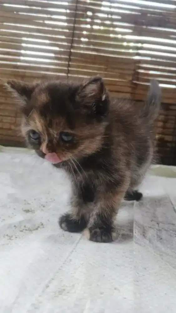 Kitten Persia jantan dan betina
