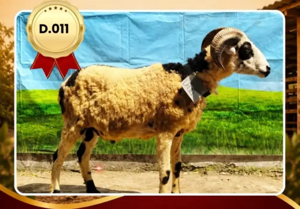 Domba qurban dijual