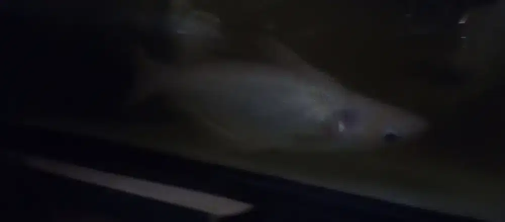 Koi biasa dan Patin Albino