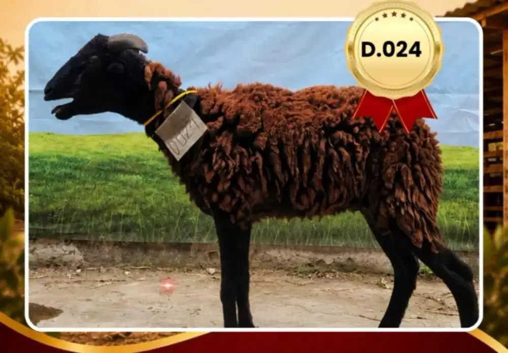 Jual hewan qurban domba dan sapi