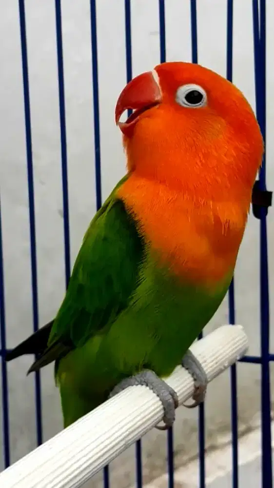 BURUNG LAKBET BIOLA JANTAN WARNA JOSS NGEKEK BURJA