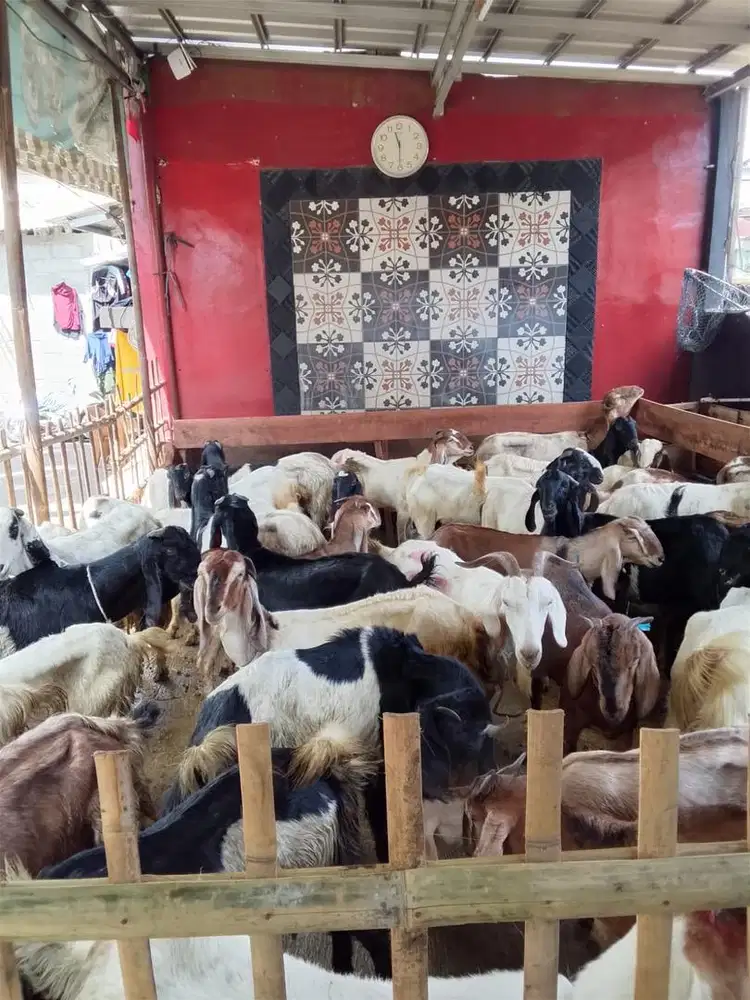 Kambing siap qurban