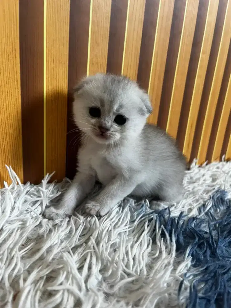 Kucing kitten scottish fold silver x british shorthair bsh betina