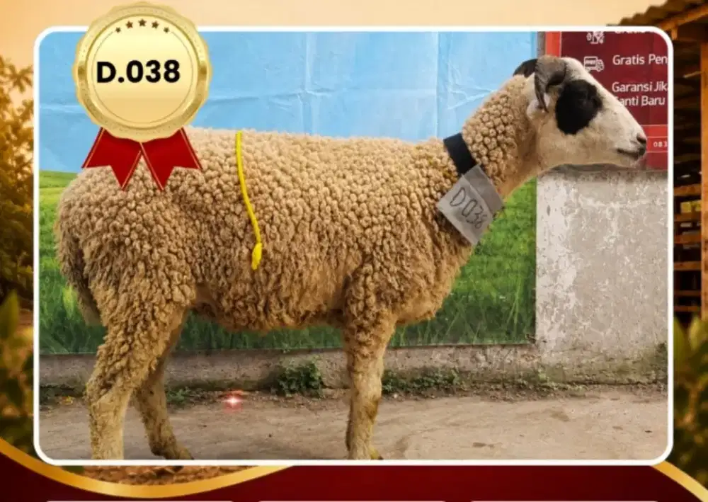 Jual domba qurban murah