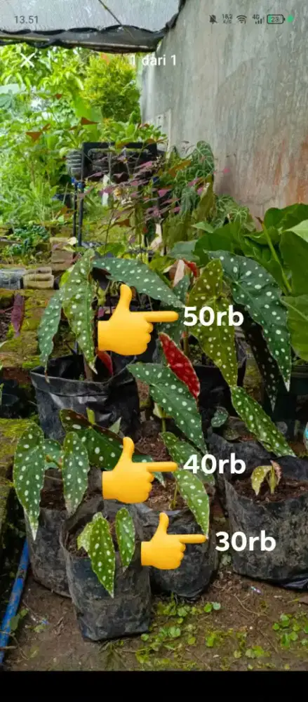 Tanaman hias begonia polkadot
