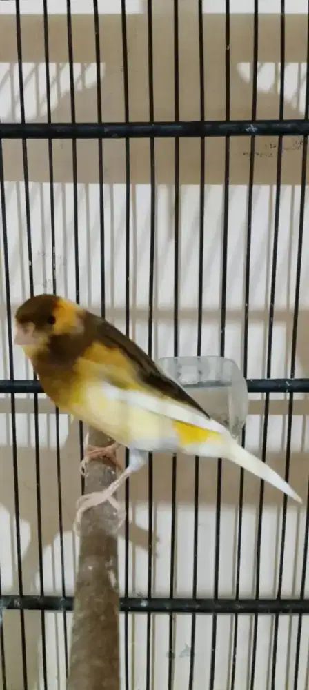 Kenari AF ex lomba prospek