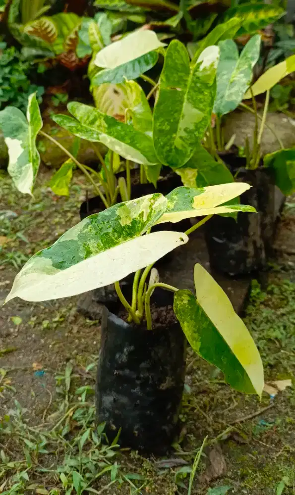Tanaman hias Burlemark variegata