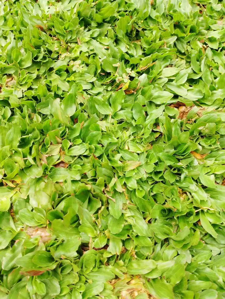 Rumput gajah mini taman