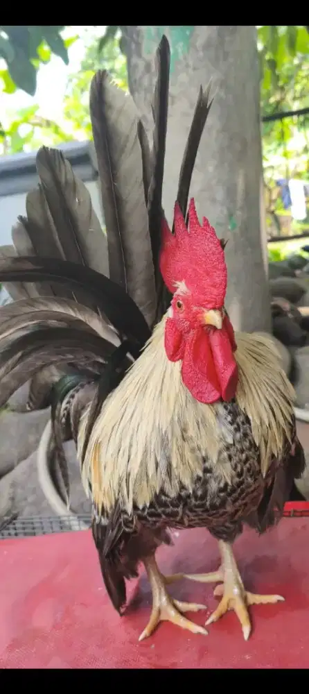 Kate Mataraman warna jali bisa nego