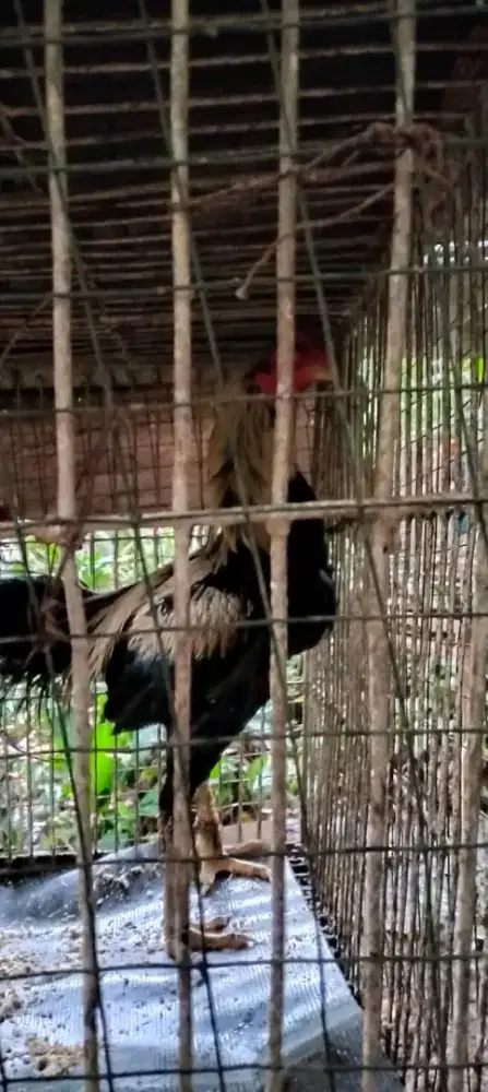 Ayam Bangkok.. Kurang Tau Jenisnya Akuratnya Apa..