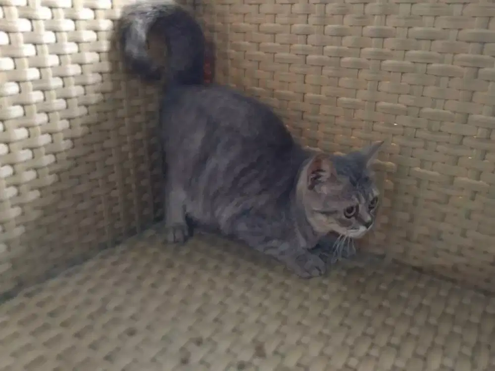 Kitten BSH PURE