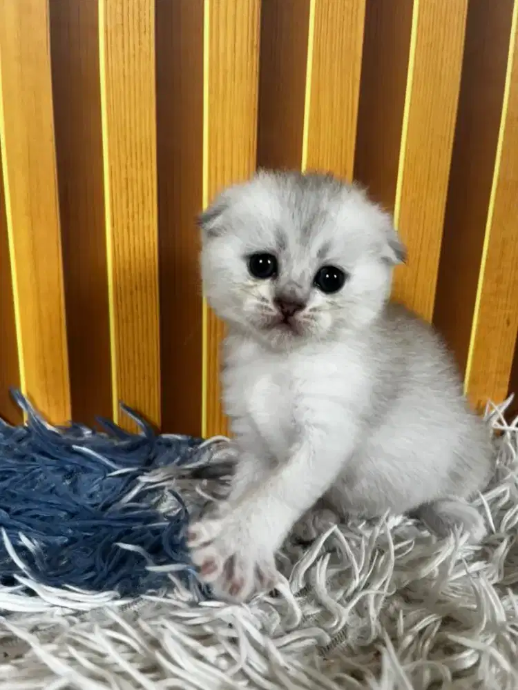 Kucing scottish fold silver x british shorthair kitten betina