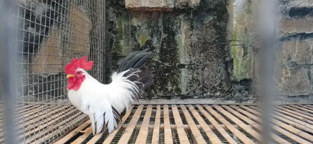 Ayam hias kate chabo turunan import dr jepanh