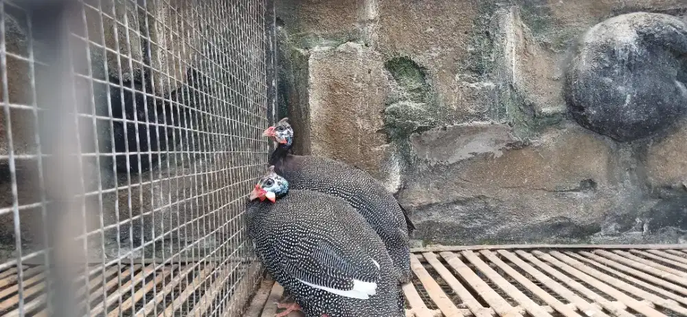 Ayam mutiara betina dewasa