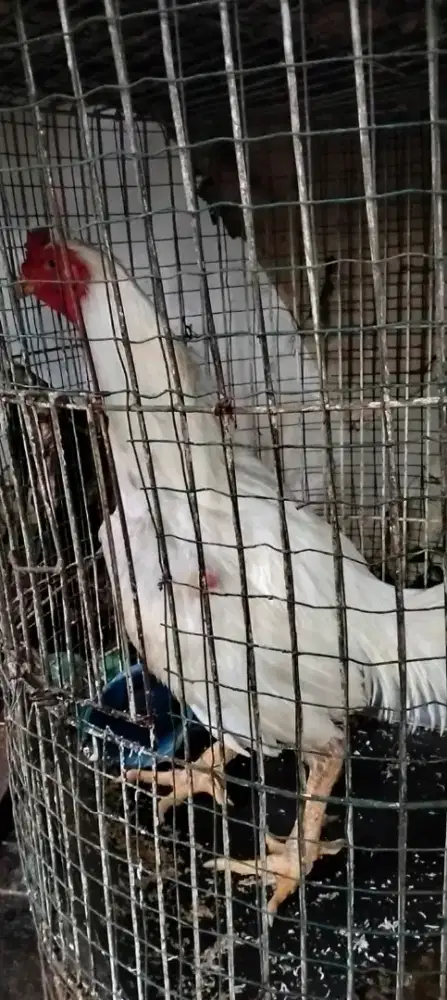 Ayam Bangkok.. Kurang Tau Jenisnya Akuratnya Apa.