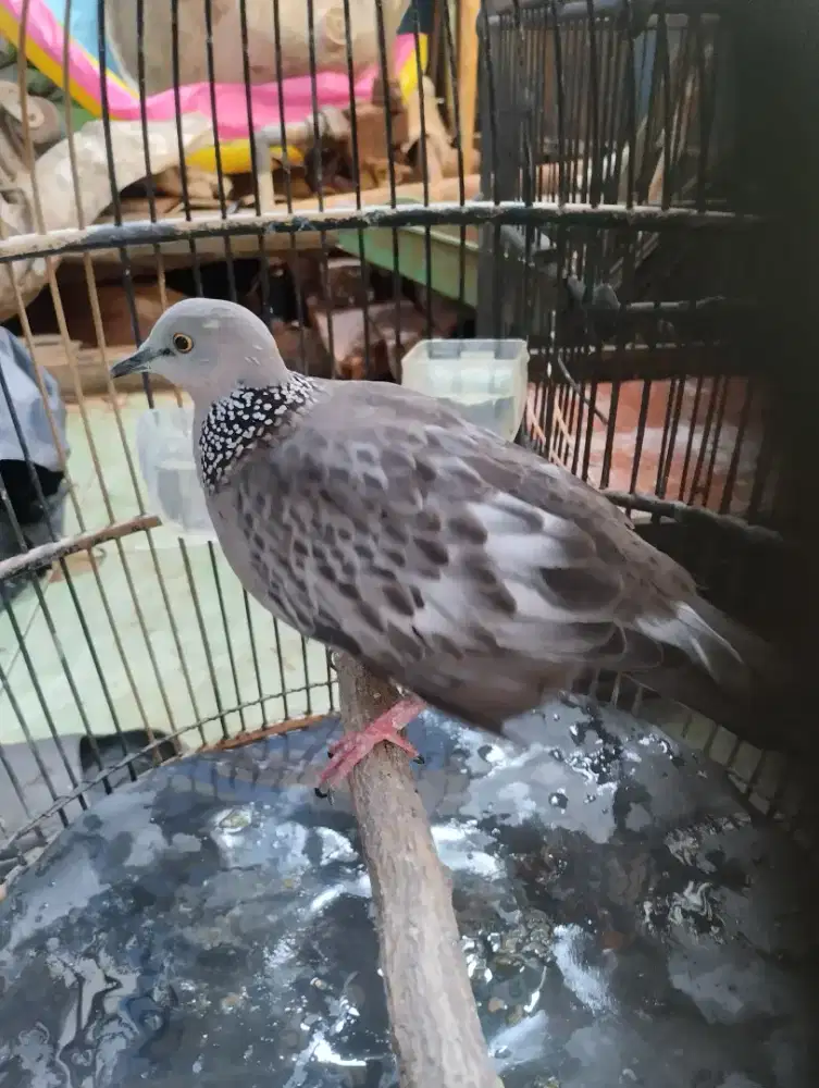 Burung tekukur leopard jantan.