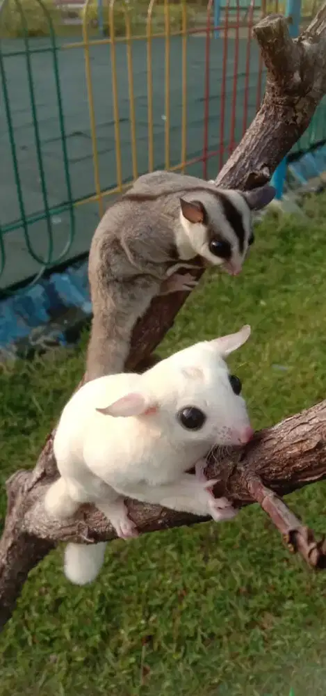Sugar glider leucistic