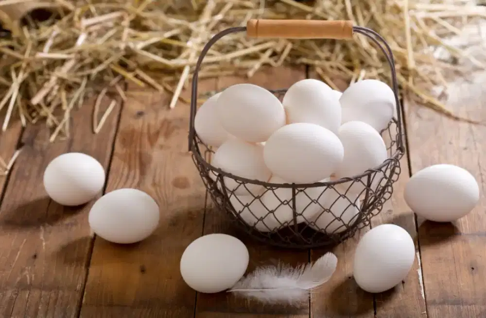 Telur Ayam Kampung Telur Omega