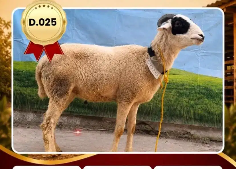 DOMBA PROMO SPESIAL