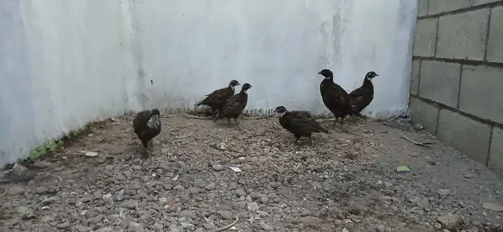 Burung ayam hias pheasant