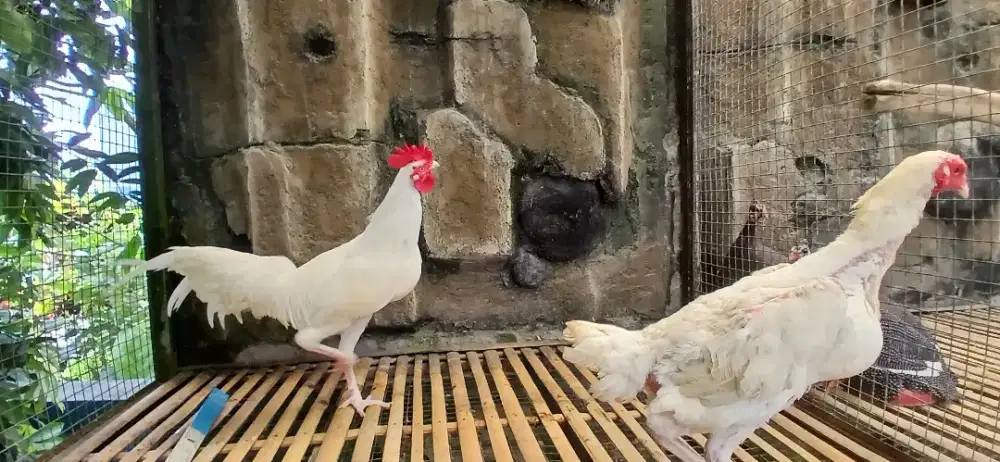 Ayam putih muluss tembussss