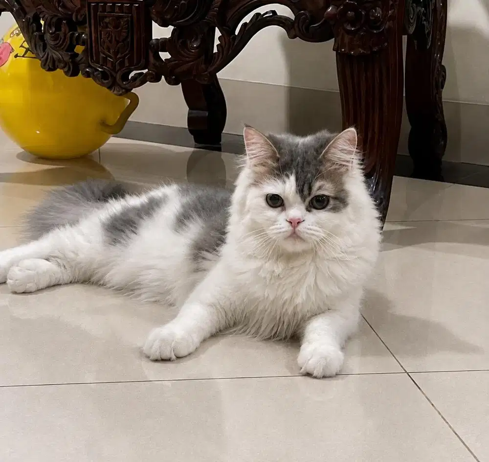 Lepas adopt kucing persia flat nose (pesek) jantan 5bulan