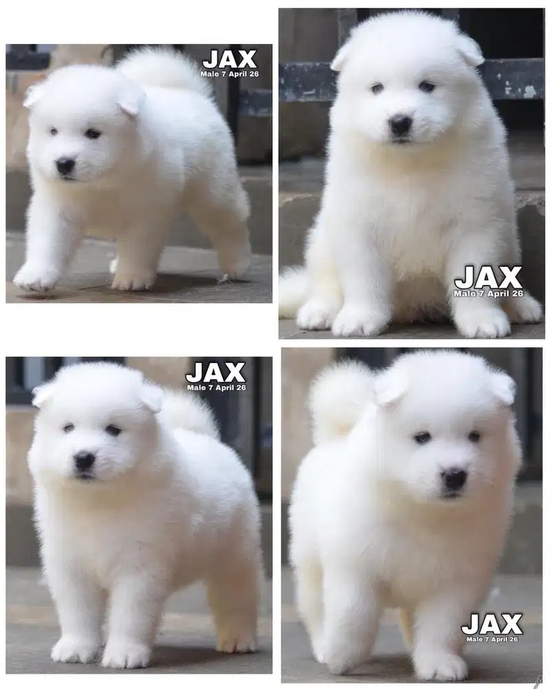 Samoyed puppy stambum vaksin