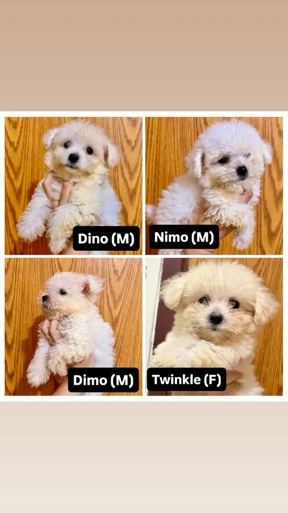 Jual Anakan Anjing Bichon Frise