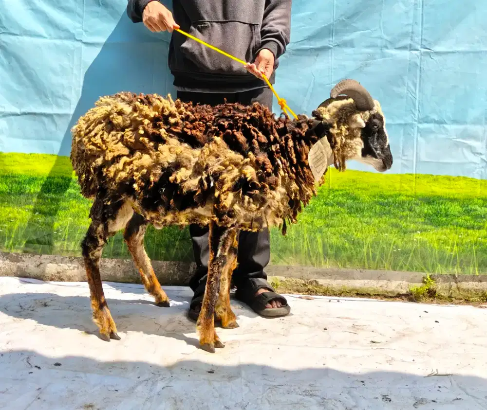 Ready Domba Qurban Gemuk Harga Bersahabat